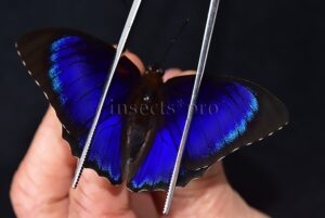 Agrias sp. A1 ♂ HYBRID* like PHALCIDON