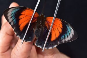 Agrias sp. A1 ♀ HYBRID* like PERICLES