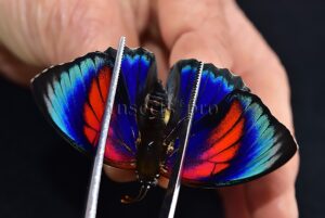 Agrias sp. ♂ HYBRID* GREENISH