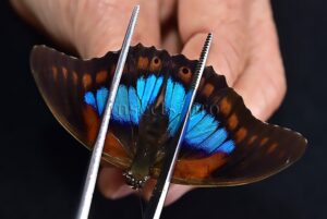 Agrias sp. A1 ♂ HYBRID* like PRAENESTE