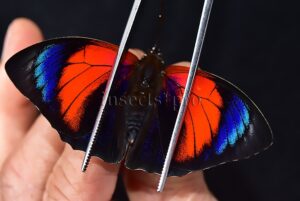 Agrias sp. A1 ♂ HYBRID*