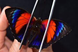 Agrias sp. A1 ♂ HYBRID*