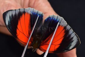 Agrias sp. A1 ♀ HYBRID* LIGHT EDGES