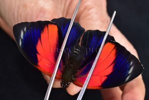 Agrias sp. A1 ♀ HYBRID*