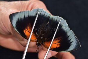 Agrias sp. A1 ♀ HYBRID* DARK FEMALE