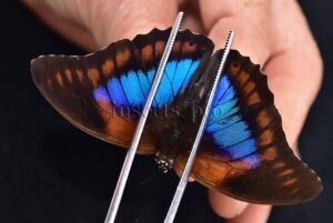 Agrias sp. A1 ♂ HYBRID* PREPONA PRAENESTE DIFFICULT TO GET