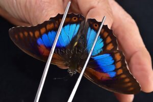 Agrias sp. A1 ♂ HYBRID* PREPONA PRAENESTE