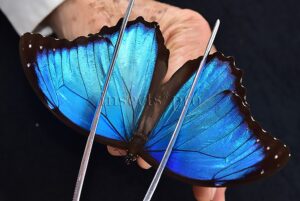 Morpho menelaus occidentalis ♂ BLUE MORPHO