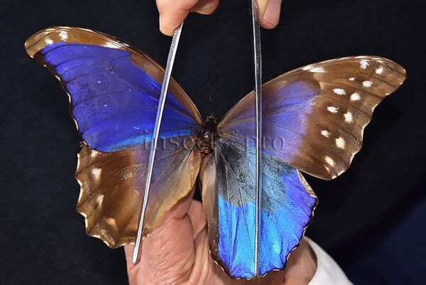 Morpho godartii tingomariensis *GYNANDROMORPH* ⚥ "CROSSED MOSAIC"