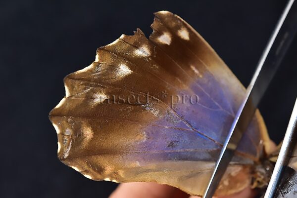 Morpho godartii tingomariensis *GYNANDROMORPH* ⚥ "CROSSED MOSAIC" - Image 8