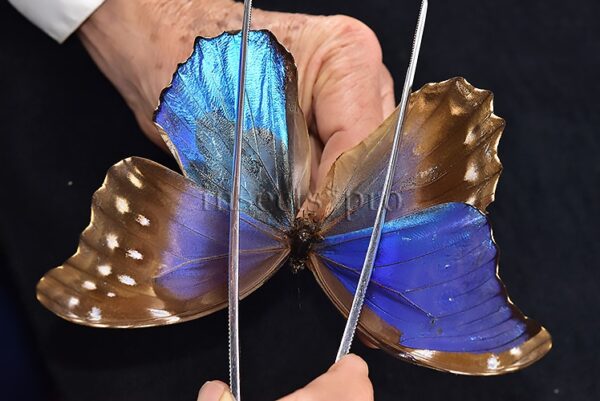 Morpho godartii tingomariensis *GYNANDROMORPH* ⚥ "CROSSED MOSAIC" - Image 9