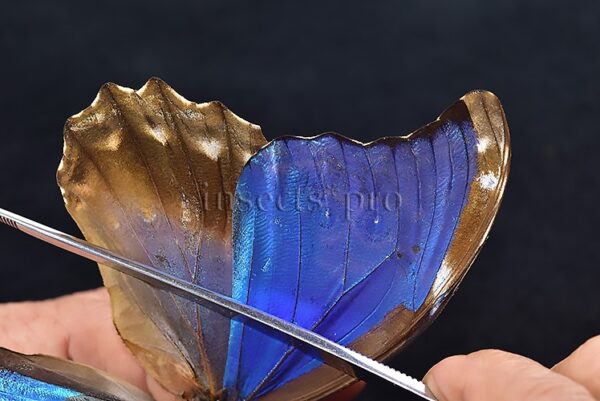 Morpho godartii tingomariensis *GYNANDROMORPH* ⚥ "CROSSED MOSAIC" - Image 7