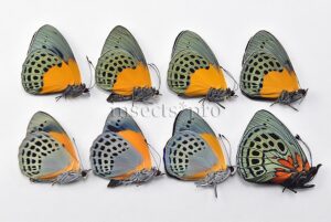 Asterope sp. A1 ♂ ASSORTED SPECIES SET of 8 sp.