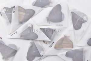 :::BULK SALE:::: Pierella sp. A1 ♂