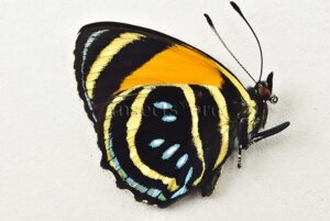 :::BULK SALE:::: Callicore aegina A1 ♂