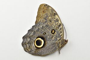 :::BULK SALE:::: Caligo eurilochus A1 ♂